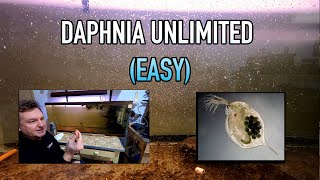 How I Raise Daphnia Water Fleas And You Can Too [upl. by Friederike]