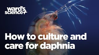 Caring and Culturing for Daphnia [upl. by Bonn]