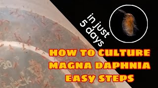 How to Culture Magna Daphnia Easily [upl. by Ynnaej]