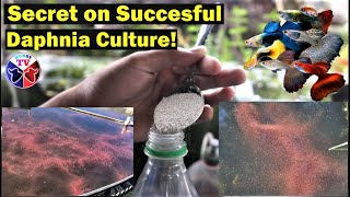 How to Culture Daphnia Successfully [upl. by Sito]