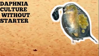 HOW TO CULTURE DAPHNIA NATURALLY WITHOUT A STARTER [upl. by Anaul]