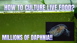 How to Culture Daphnia Secret Method to Breed MILLIONS  Simply Aquatic [upl. by Elehcor]