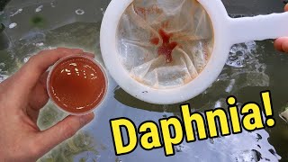 How I Culture Daphnia In Outdoor Tubs [upl. by Ah34]