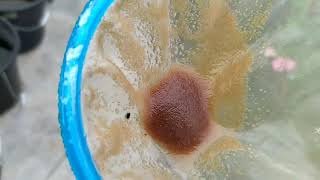 How to culture daphnia moina in a small container Part 1 English Subtitle [upl. by Tlok]