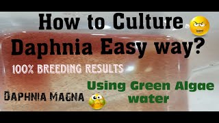 Daphnia MagnaHow to Culture Daphnia Easy wayCulturing Daphnia using Green water Daphnia [upl. by Assirrac115]