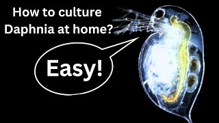 BEST Live Fish Food Beginner guide How to Culture Daphnia at home [upl. by Tann]