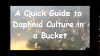 How to culture daphnia outside [upl. by Nannoc]