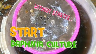 How to culture daphnia moina the easy way 1  Starting the Daphnia culture [upl. by Lysander]