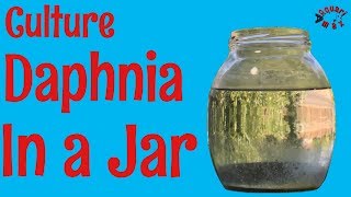 How to Culture Daphnia in a Jar [upl. by Nilahs]