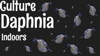 How to Culture Daphnia [upl. by Audry746]