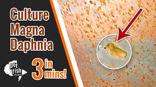 How to culture DAPHNIA MAGNA  The easy way [upl. by Maisey]