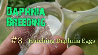 Daphnia Culture made simple and easy 3  Hatching Daphnia eggs [upl. by Oile]