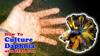 How to Culture Daphnia with ZERO Cost  Unlimited Live Food For Our Fish [upl. by Avictor762]