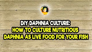 DIY Daphnia Culture How to Culture Nutritious Daphnia as Live Food for Your Fish [upl. by Fitton]