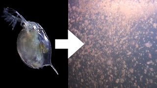 How I Culture Daphnia [upl. by Hanahsuar353]