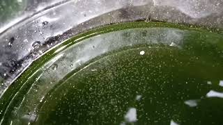 DAPHNIA MOINA CULTURE IN A SMALL BUCKET [upl. by Neuburger]