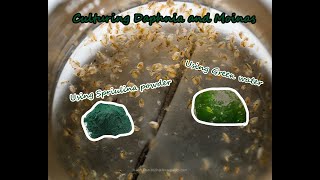 How To Culture Daphnia and Moinas using Green Water Spirulina powder [upl. by Nikkie]