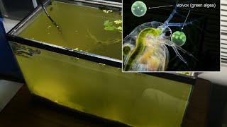 Raising Daphnia for the Freshwater Aquarium [upl. by Calla397]