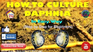 HOW TO CULTURE DAPHNIA In Easy Way [upl. by Mayfield]